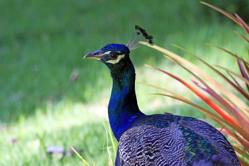 Eco Pousada Paraiso Dos Coqueirais Giulianova Ngoại thất bức ảnh