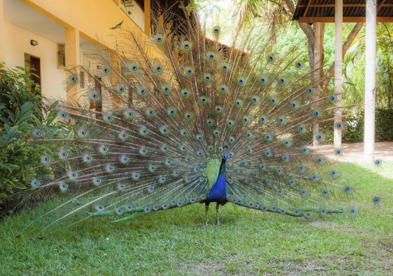 Eco Pousada Paraiso Dos Coqueirais Giulianova Ngoại thất bức ảnh