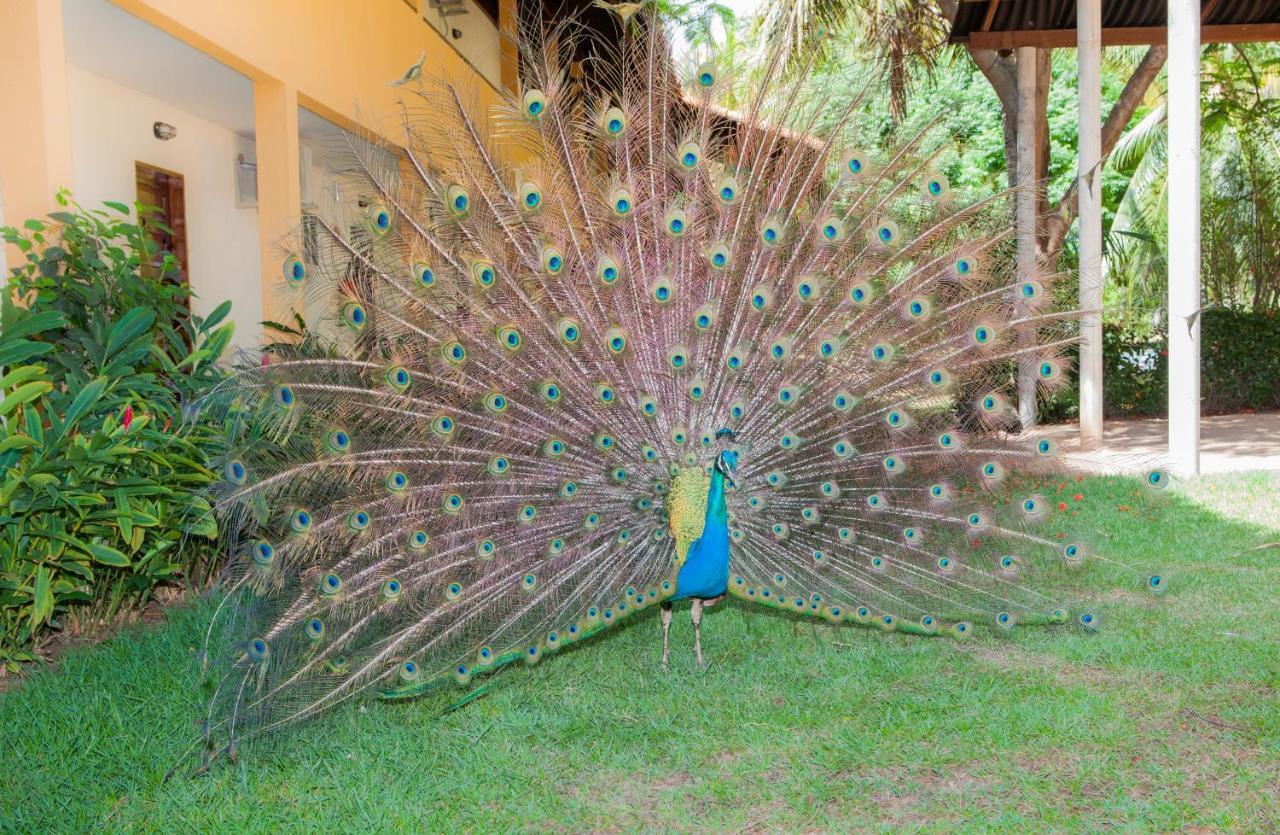 Eco Pousada Paraiso Dos Coqueirais Giulianova Ngoại thất bức ảnh