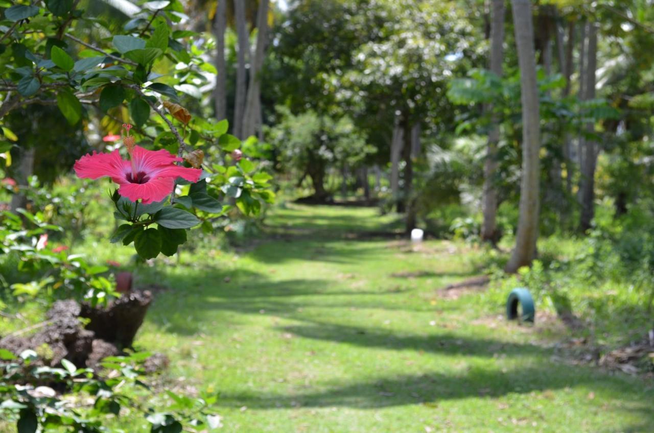 Eco Pousada Paraiso Dos Coqueirais Giulianova Ngoại thất bức ảnh